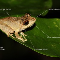 Pseudophilautus mittermeieri Megaskumbura & Manamendra-Arachcchi, 2005